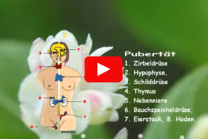 Pubertät 2